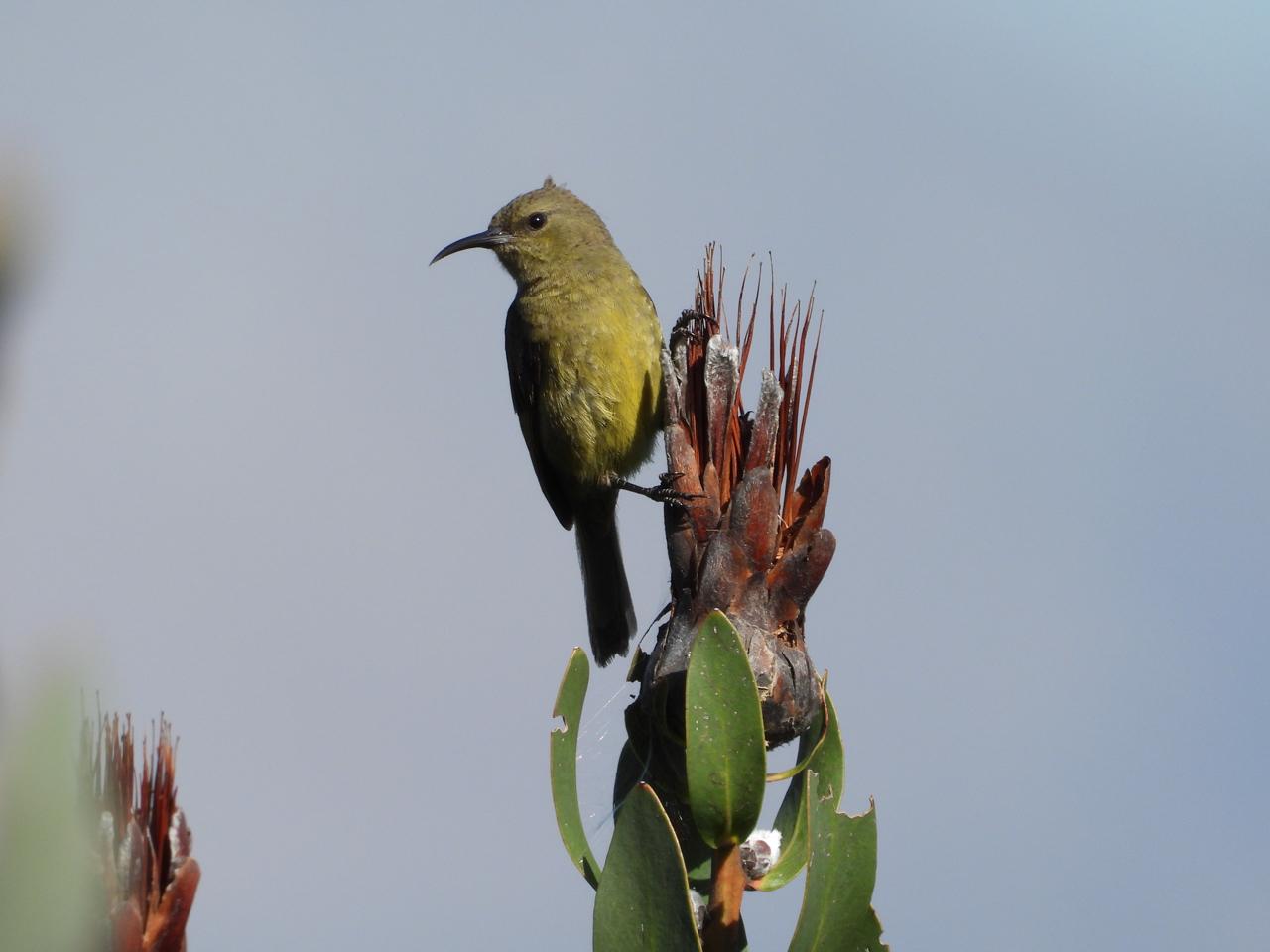 Female Sunbird iso 180 467mm (2615) f8 1/500 Image