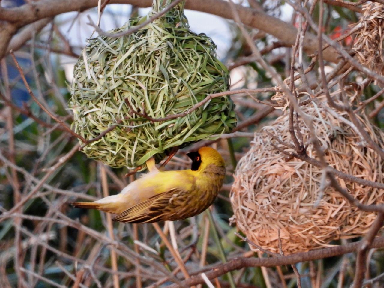 Masked Weaver iso 800 395mm (2212) f7.1 1/40 Image