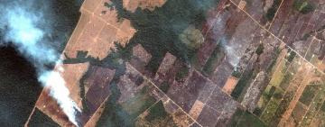 The Amazon Rainforest fires: how to douse the flames