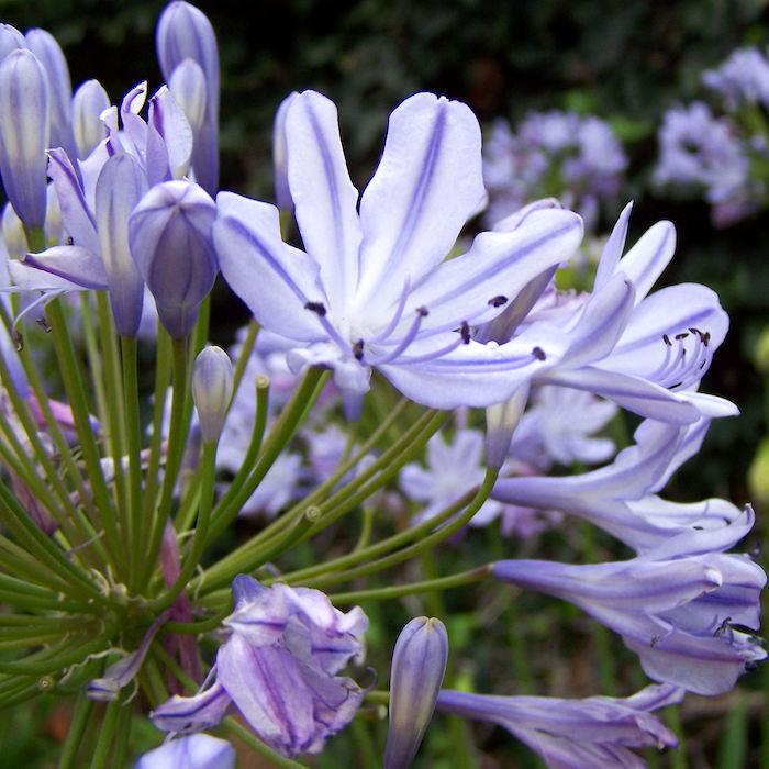 Agapanthus (Agapanthus praecox) family Alliaceae is a women's medicine Image