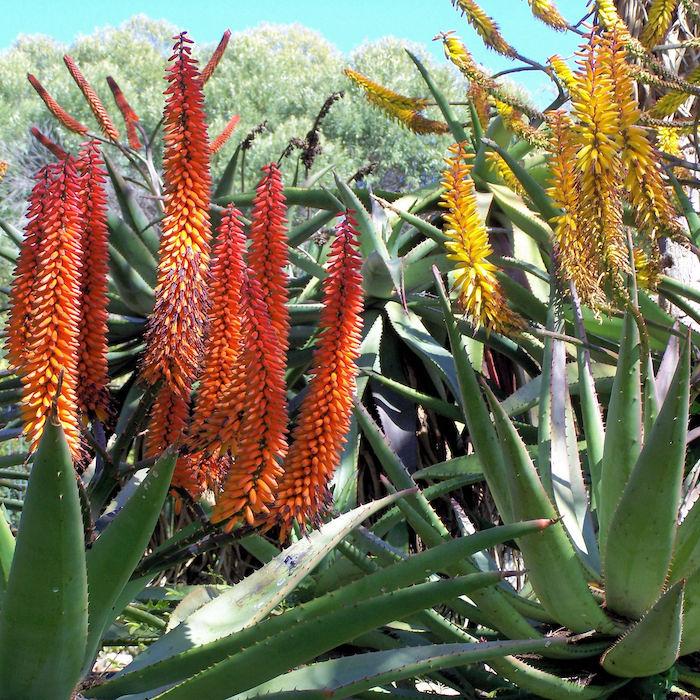 Bitter Aloe (Aloe ferox) family: Aloaceae Image