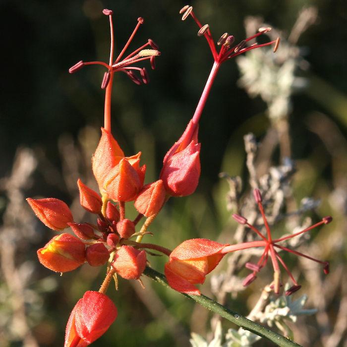 Desert Broom (Cadaba aphylla) family Capparaceae Image