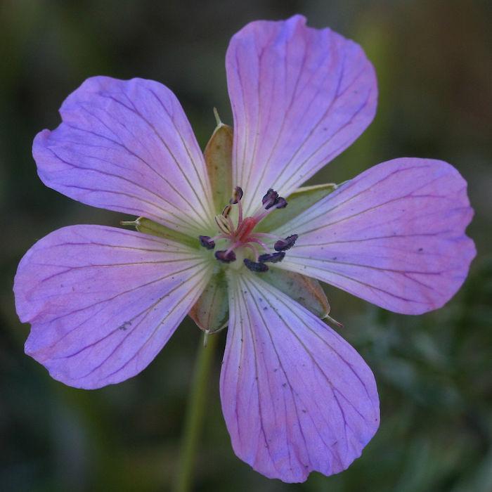 Carpet Geranium (Geranium incanum) family Geraniaceae Image