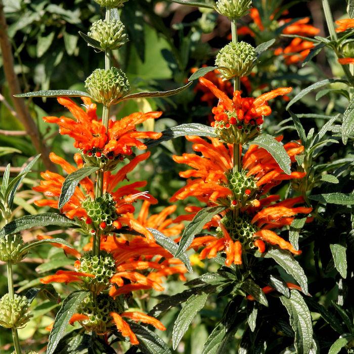 The Wild Dagga (Leonotis leonurus) family Lamiaceae Image