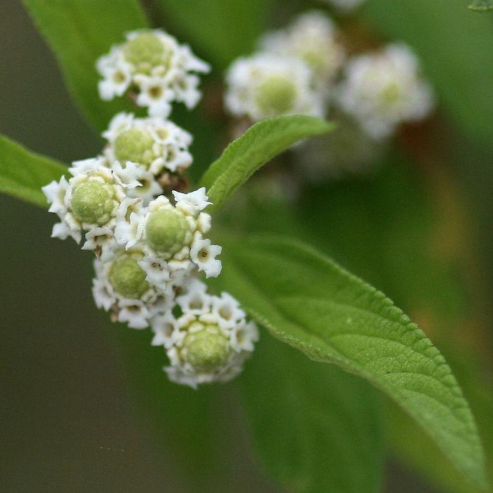 Lemon Bush (Lippia javanica) family Verbenaceae Image