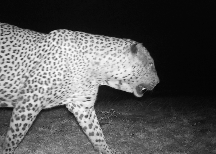 Camera trap photos of a male Sri Lankan leopard (Panthera pardus kotiya) Image
