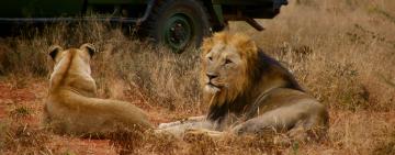Wildlife conservation is growing Africa's economy