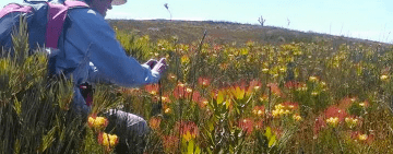 Kogelberg Nature Reserve hike: Oudebosch Office to Stokoe’s Bridge