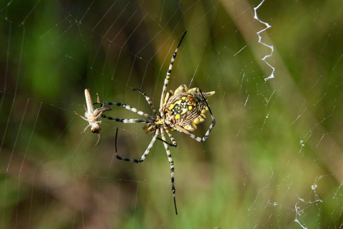 Scientists Demand 'Paradigm Shift' After Study Shows 'Frightening' Decline of Insects and Spiders