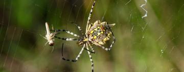 Scientists Demand 'Paradigm Shift' After Study Shows 'Frightening' Decline of Insects and Spiders