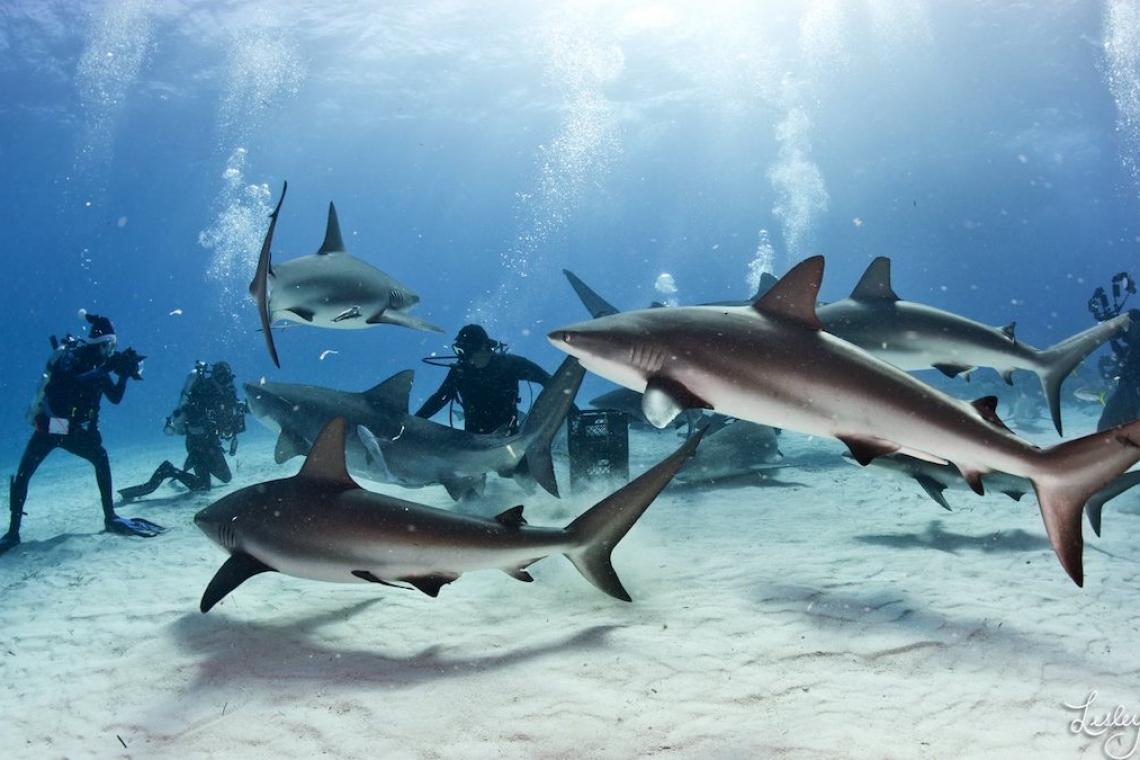 Understanding shark attack statistics, who is the hunted here?