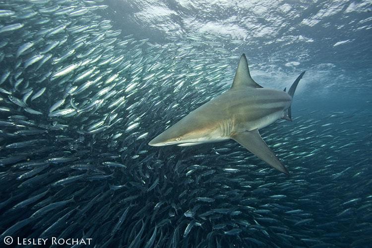 Shark hunting