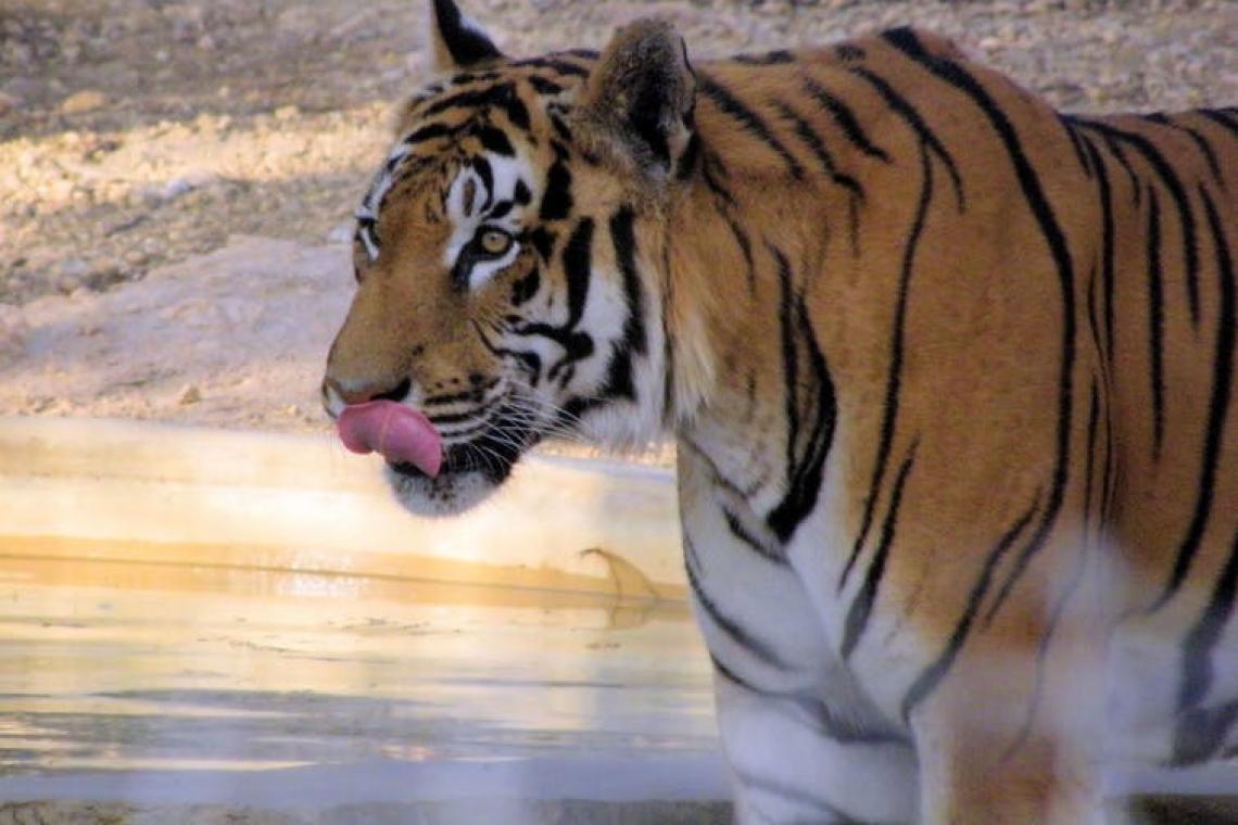 What is a ‘mass extinction’ and are we in one now?