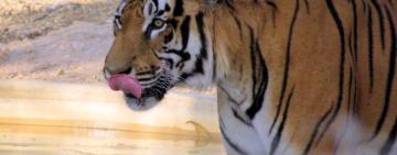 What is a ‘mass extinction’ and are we in one now?