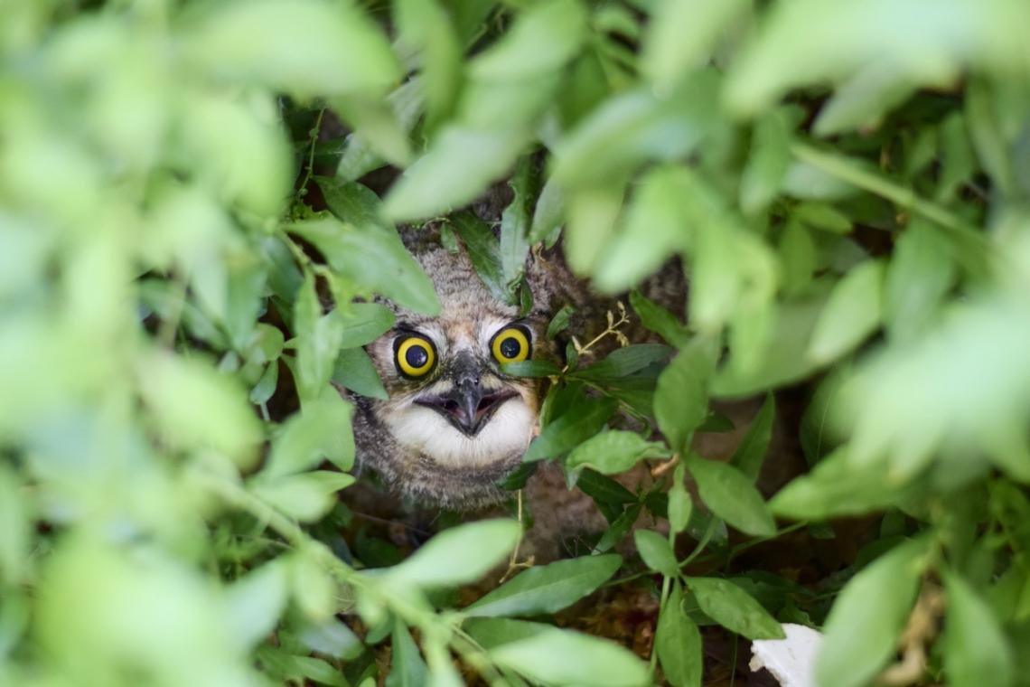 What, a baby owl on the ground, should I call owl rescue?