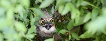 What, a baby owl on the ground, should I call owl rescue?
