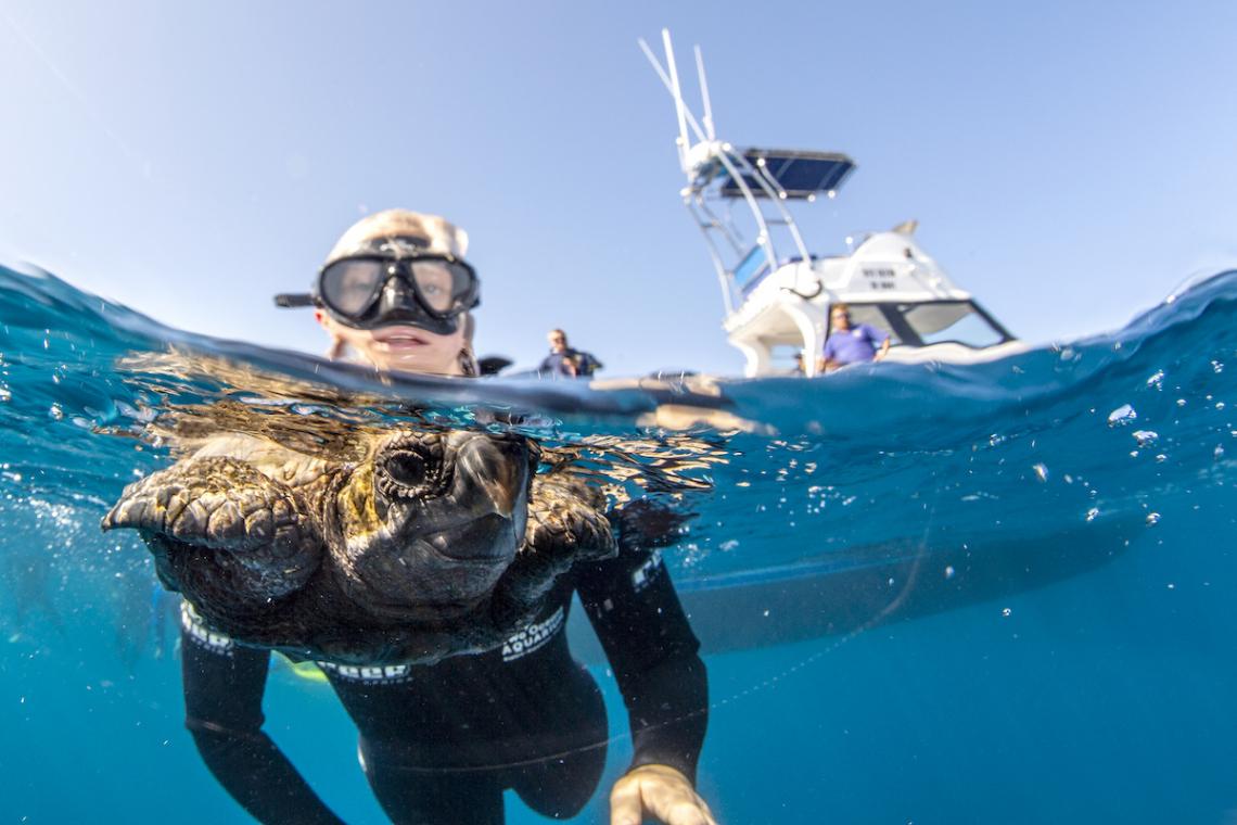 Cape Town Two Oceans Aquarium Release 34 Rescued Sea Turtles, Alvi too.