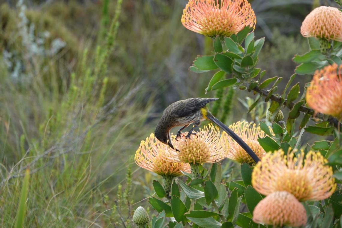 Camera Review: Sony RX10 IV for bird photography