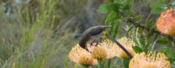 Camera Review: Sony RX10 IV for bird photography