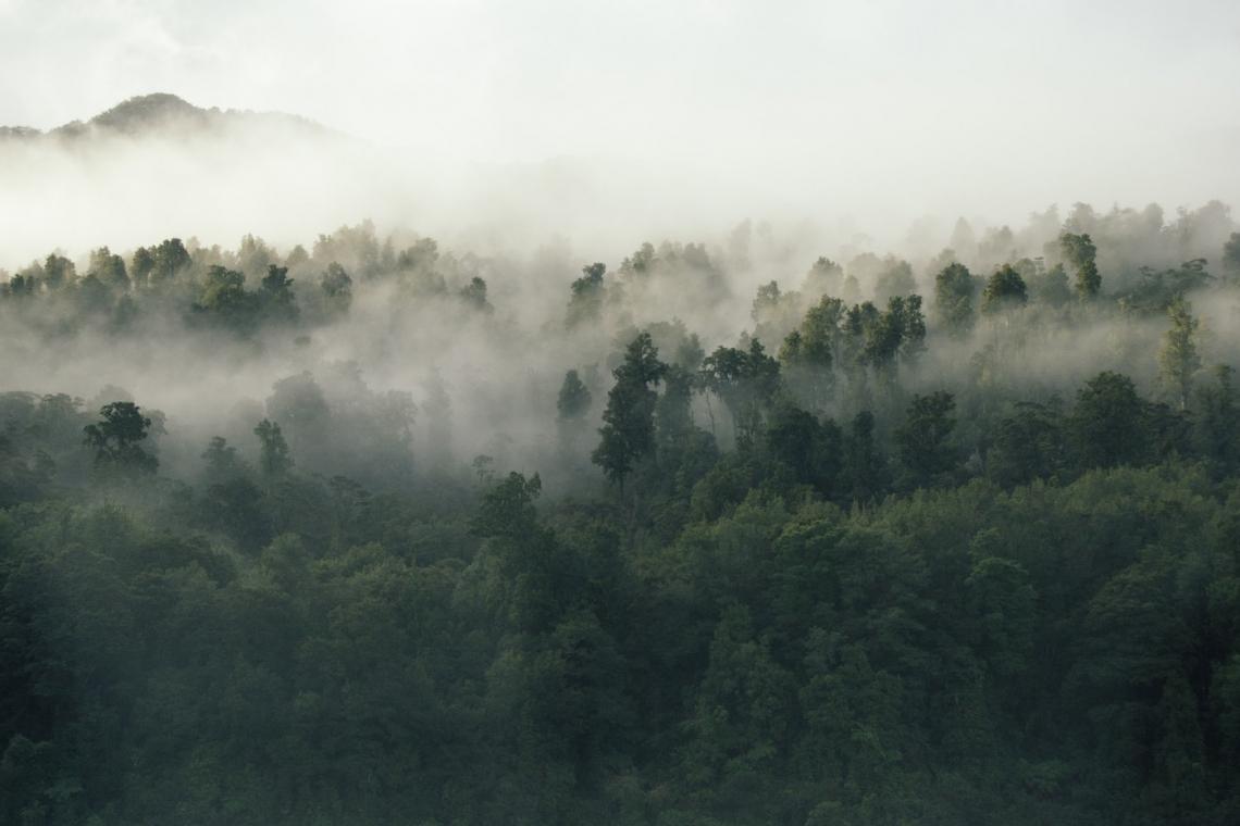 We tracked 300,000 trees only to find that rainforests are losing their power to help humanity