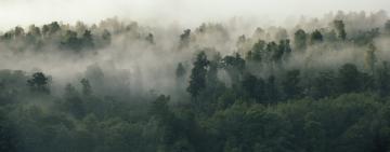 We tracked 300,000 trees only to find that rainforests are losing their power to help humanity