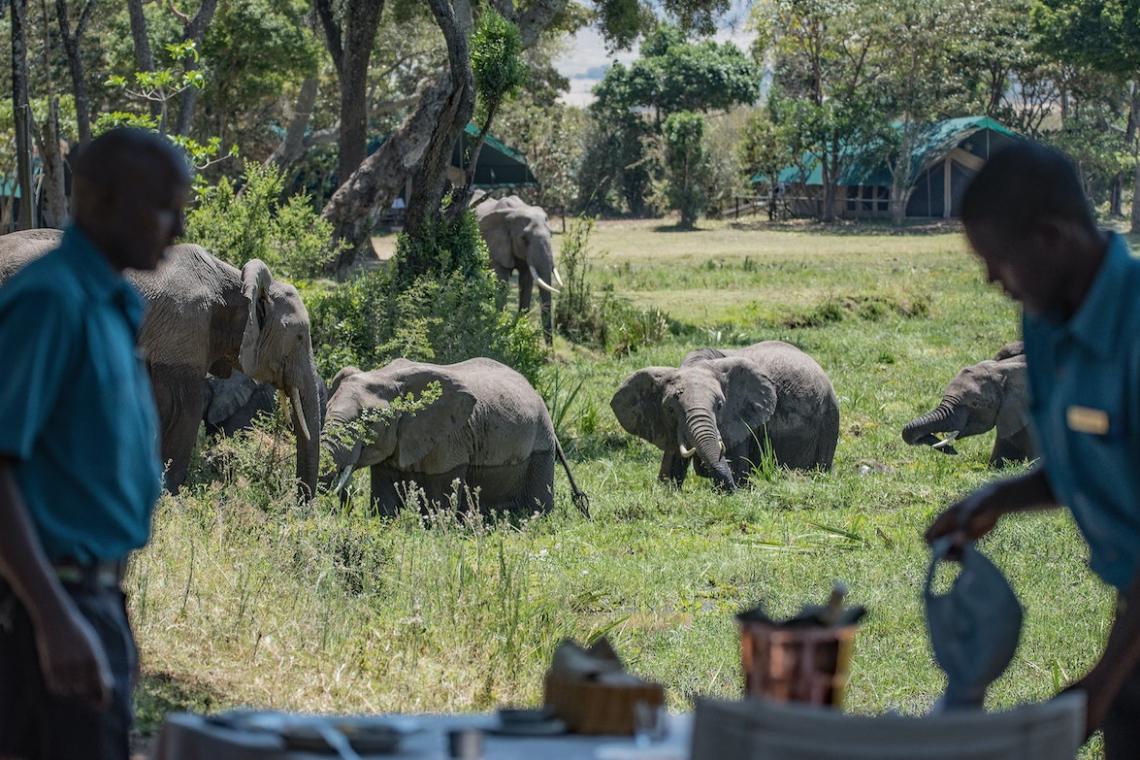 Coronavirus Threat to Africa's Biodiversity and Wildlife Tourism