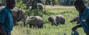 Coronavirus Threat to Africa's Biodiversity and Wildlife Tourism