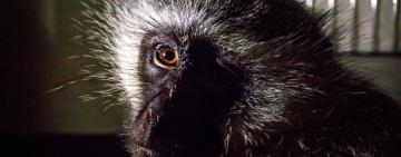Vervet Monkey Recovering After Vicious Mishandling in Johannesburg