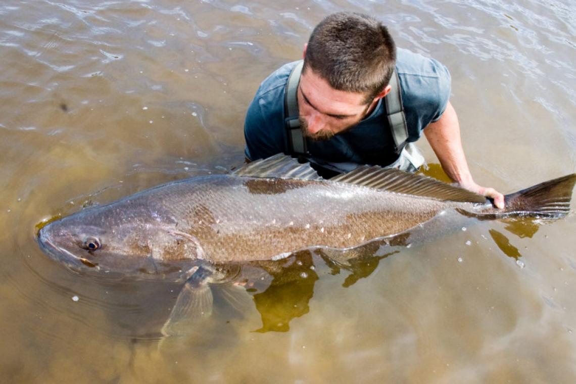 Anglers and Scientists Fight to Save the Dusky Kob
