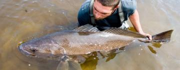 Anglers and Scientists Fight to Save the Dusky Kob
