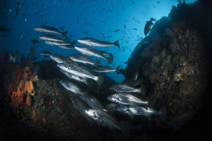 A shoal of silver kob in suspension (Photo: Steve Benjamin/Animal Ocean) Image