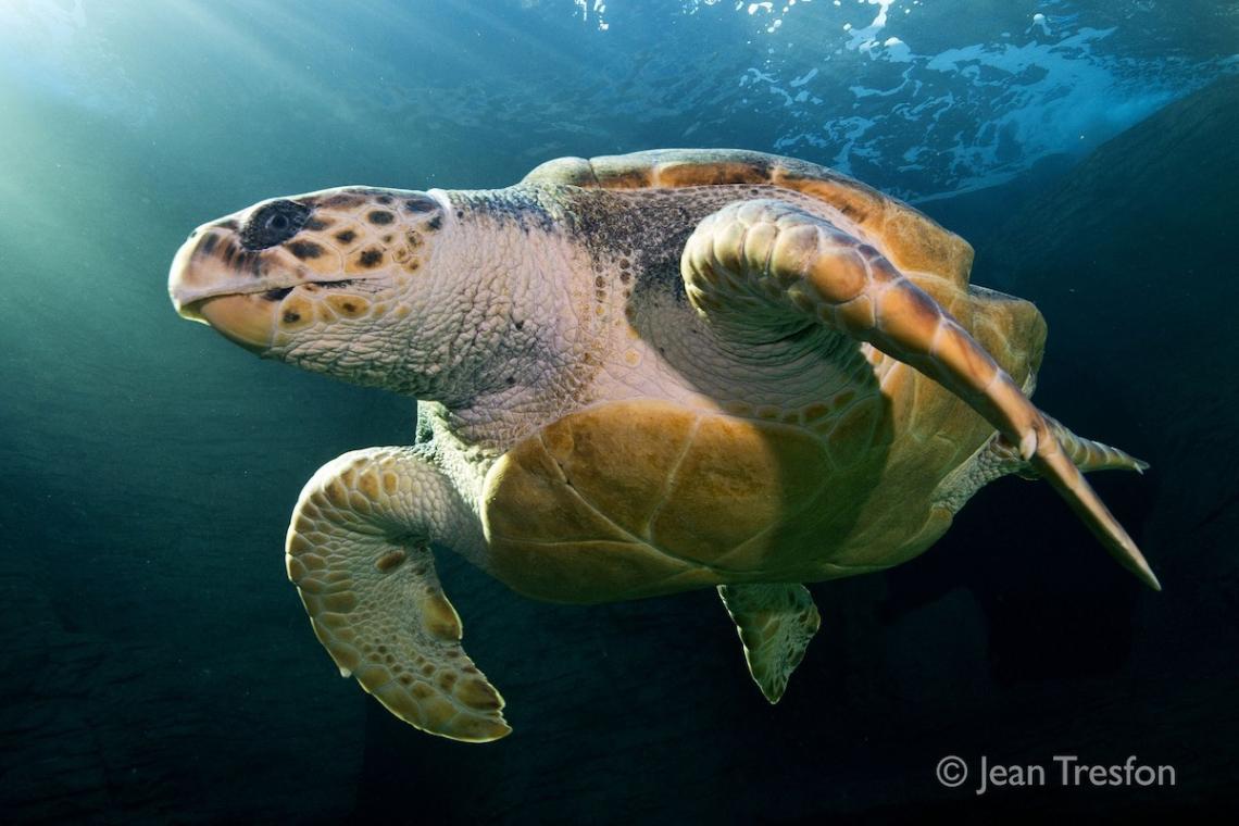 Endangered sea turtle’s aquarium release and astonishing global trek