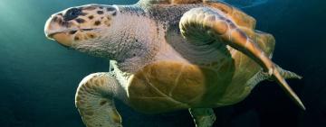 Endangered sea turtle’s aquarium release and astonishing global trek