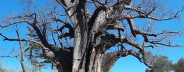 Gonarezhou National Park Zimbabwe: A Park Reborn 