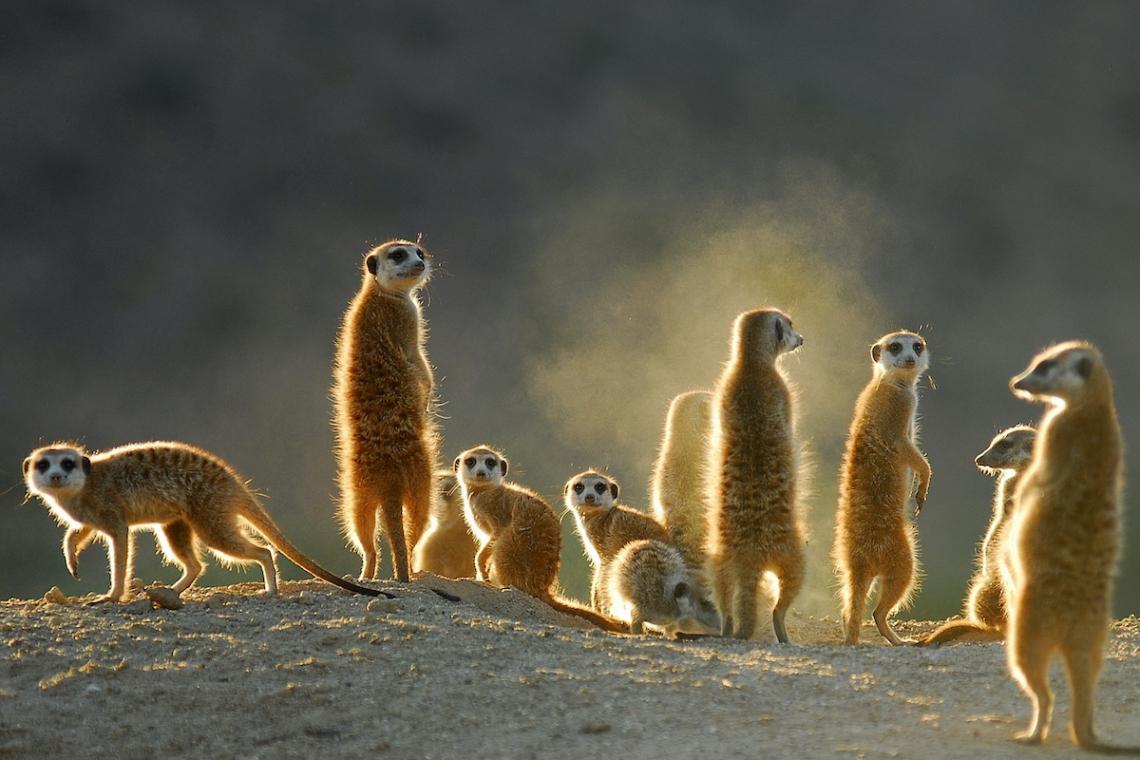 The Devastating Effects of COVID-19 on African Wildlife Conservation
