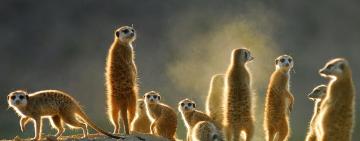 The Devastating Effects of COVID-19 on African Wildlife Conservation
