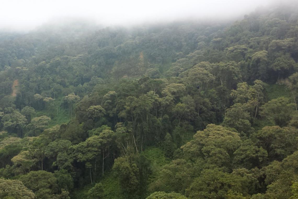 Eburu Forest In Kenya Back From The Brink