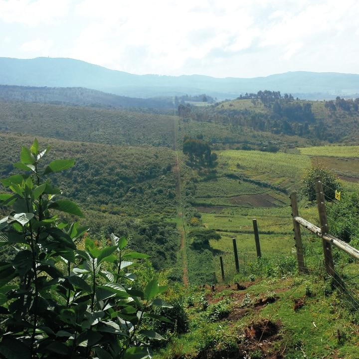 Forest rejuvenation along the fence line Image