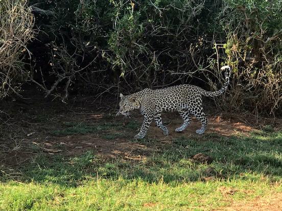 Leopard Spotted in the Uburu Forest Image