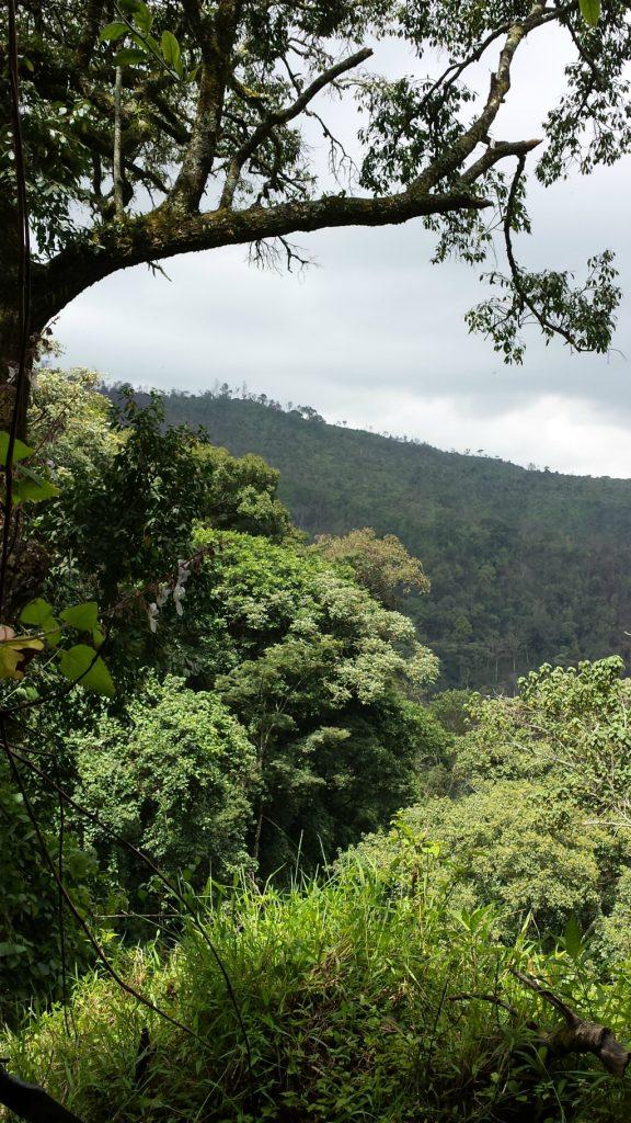 Lush Forest in Uburu Image