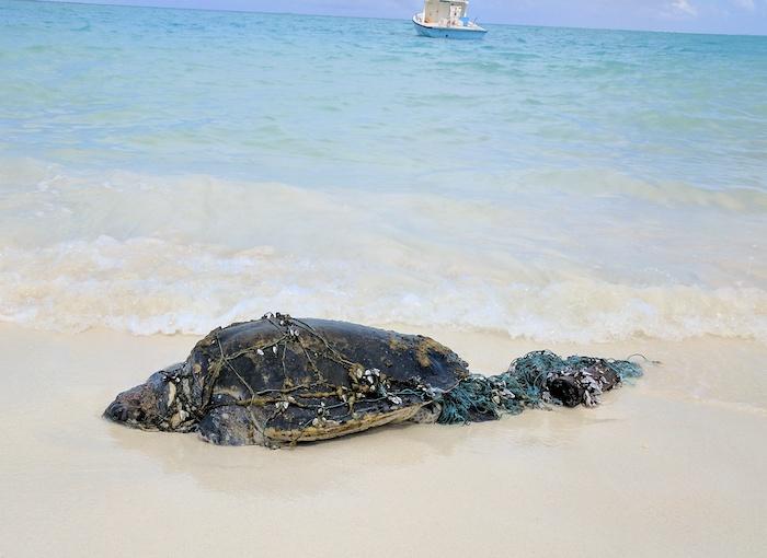 An entangled green turtle in Ha.Kelaa, Maldives - ORP/Ibrahim Shameel Image