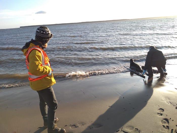 A rehabilitated grey seal pup is released in Scotland - Jessica Harvey-Carroll Image