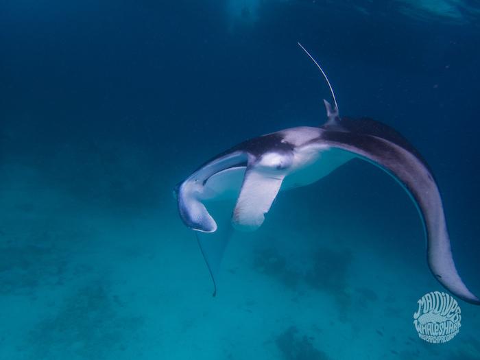 A manta ray encountered during whale shark surveys - MWSRP Image