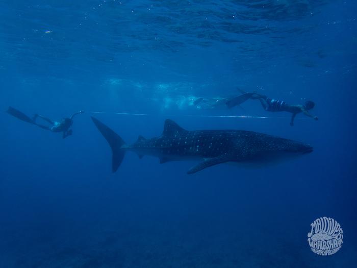 MWSRP tracks the lengths and injuries of a unique population of resident whale sharks Image