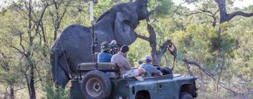 Virtual Safaris by WildEarth and &Beyond Satisfy Nature Cravings