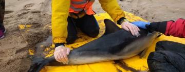 COVID-19 and its' Impact on Ocean Conservation Initiatives