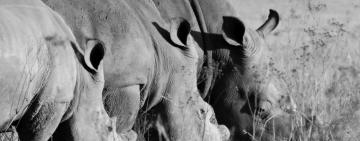 SA sees a significant drop in rhino poaching thanks to the Covid-19 lockdown, but the long-term impact looms