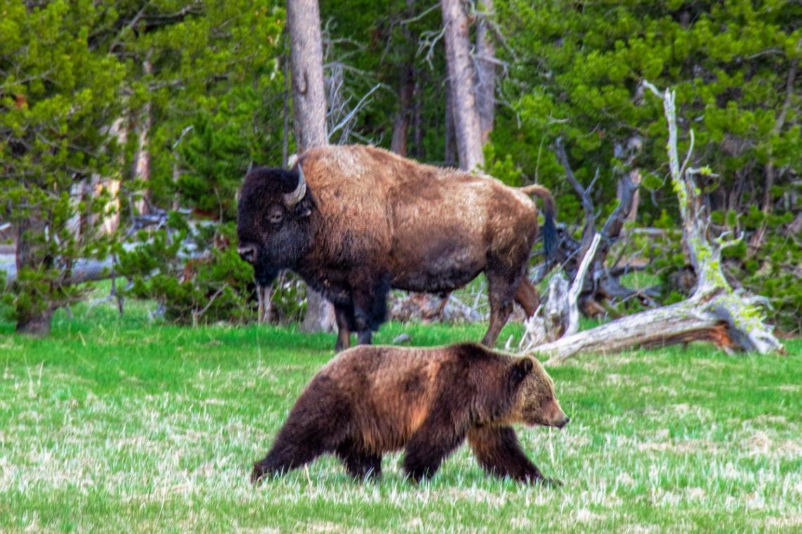Environmental Protection Laws, Nature, and Wildlife, under Threat in the United States
