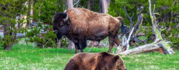 Environmental Protection Laws, Nature, and Wildlife, under Threat in the United States
