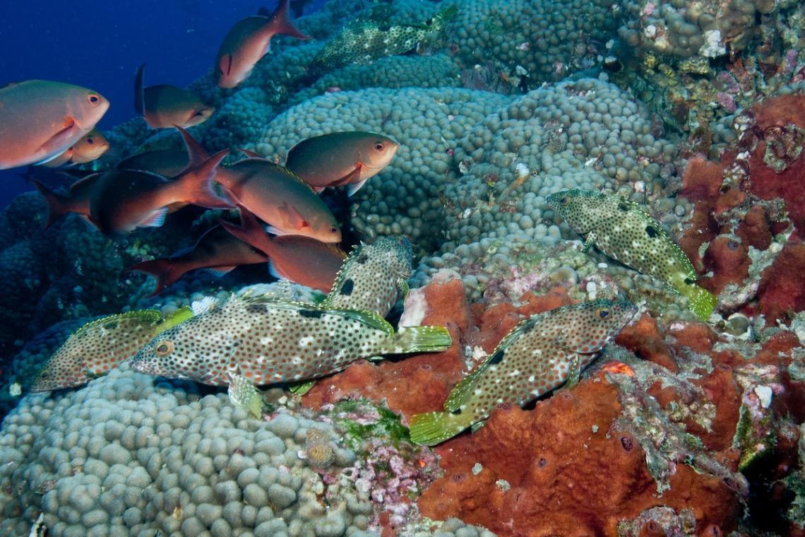 Marine Protected Areas in South Africa: Conserving Ocean Biodiversity